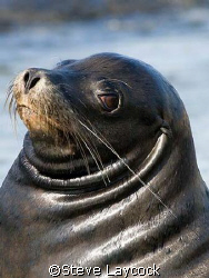 Bull sea lion in the Galapagos - diving wikth these guys ... by Steve Laycock 